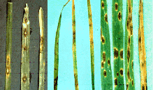 boala helminthosporium blotch leaf)