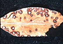Leaf diseases of mountain-laurel: Leaf Spot