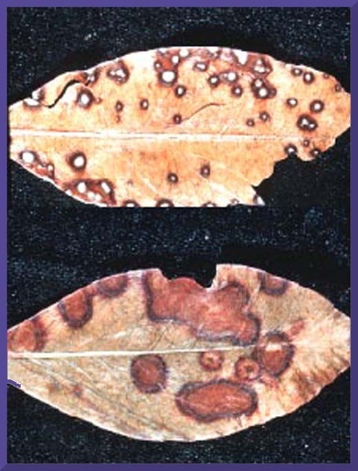 Leaf Disease