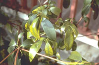 Leaf diseases of mountain-laurel: Leaf Blight