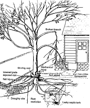 Land Free Full-Text Tree Roots Anchoring And Binding Soil