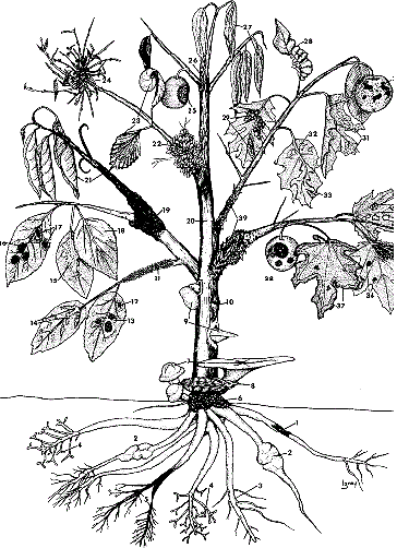 tree drawing with roots. occur on the same tree.