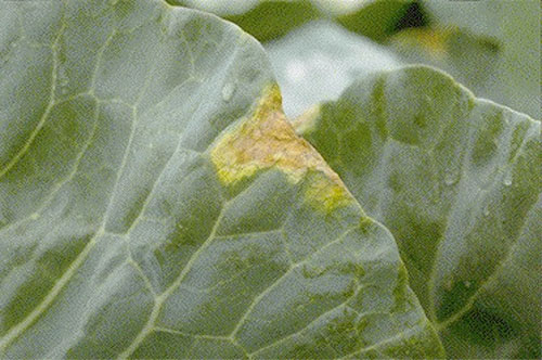 IPM : Reports On Plant Diseases : Black Rot Of Cabbage And Other Crucifers