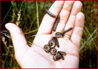 Armyworm Larvae