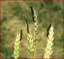 Diseased armyworm larvae