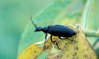 Black Blister Beetle Adult