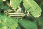 Striped Blister Beetle Poisoning