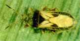 Chinch Bug Adult