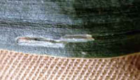 Corn Blotch Leaf Miner