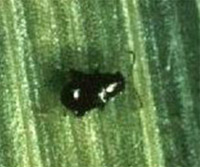 Corn flea beetle adult