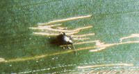 Flea beetle injury, windowpane effect