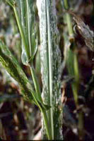 Severe flea beetle feeding