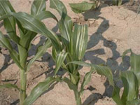 Stewart's Wilt in Sweet Corn