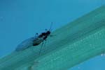 Winged Corn Leaf Aphid
