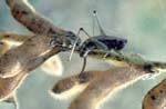 Meadow Grasshopper