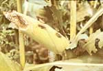Grasshopper Damage to Corn