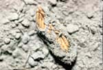 Grasshopper Egg Pod