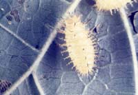 Mexican Bean Beetle Larva