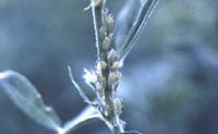 Pea Aphids on Alfalfa