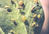 Diseased Pea Aphid on Alfalfa