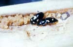 Sap (or Picnic) Beetle Adult
