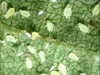 Soybean Aphids
