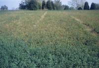Severe Damage in Alfalfa Field from Spotted Alfalfa Aphid