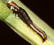 Common Stalk Borer Larva on Corn