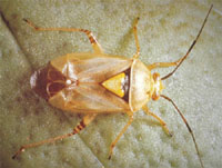 Adult Tarnished Plant Bug