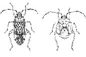 Adult and Nymph Tarnished Plant Bug
