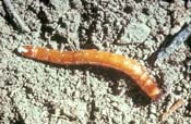 Wireworm Larva