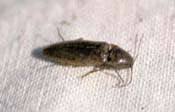 Wireworm Adult
