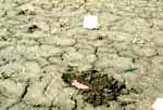 Wireworm Bait Station