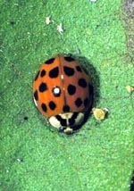 Spotted Lady Beetle Adult