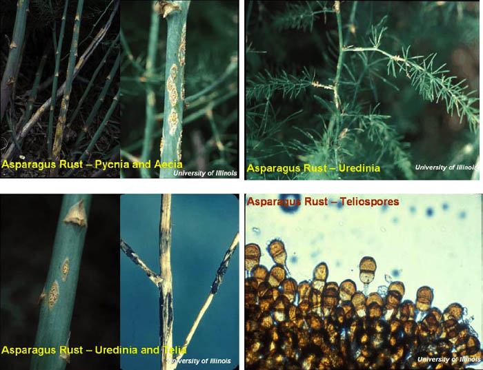 Four images of asparagus rust