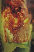 Corn Earworm Larva in Ear Tip