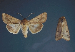 Adult Corn Earworm Moths