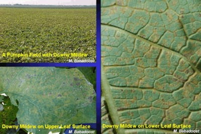 Images of downy mildew