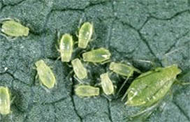 Image of green peach aphid colony