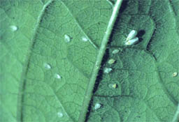 Image of greenhouse whiteflies