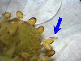 thrips in strawberry blossom