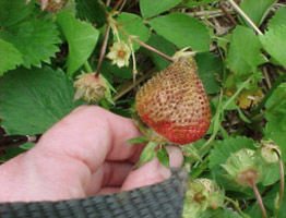 partially browned strawberry