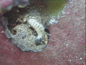 Very Young Larva