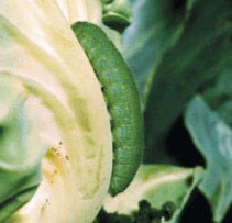 Imported Cabbage Worm