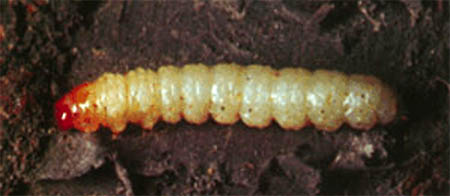 Image of Lesser Peachtree Borer Larva