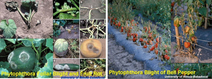 Pictures of Phytophthora Foliar Blight and Fruit Rot and Blight of Bell Pepper