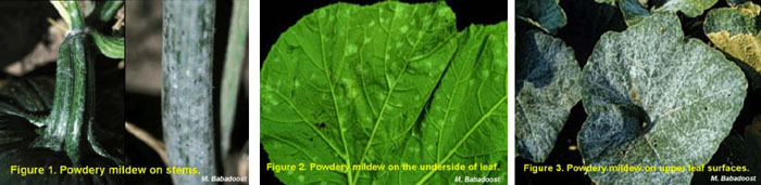 Three images of Powdery Mildew