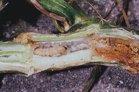Squash vine borer larva