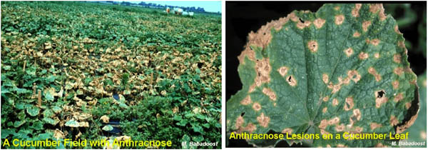 Images of Anthracnose in cucumbers