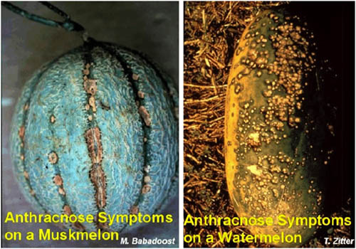 Image of Anthracnose on melons